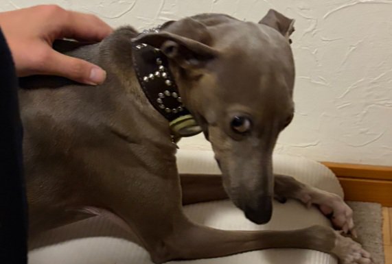 分かりやすいプットくん