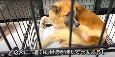 ケージの中で丸まる中型犬