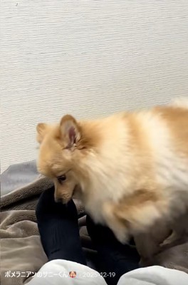 移動するサニーくん