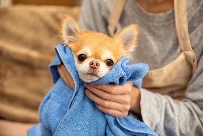タオルで体を拭かれている犬