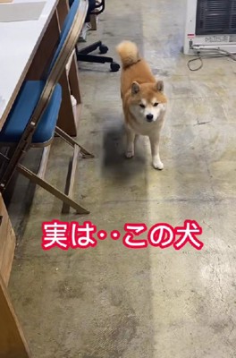 とっても可愛いはちくんは…