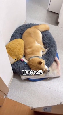 ドアの前に寝そべる犬