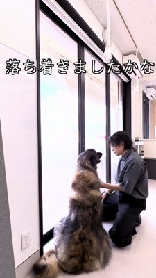 床にお座りをして落ち着いた大型犬