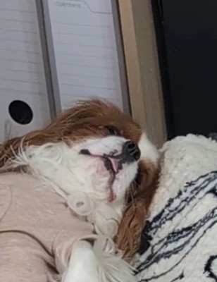 ベッドで寝る犬4