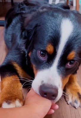 赤ちゃんみたいなマロンちゃん