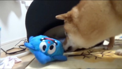 青いぬいぐるみを咥える柴犬