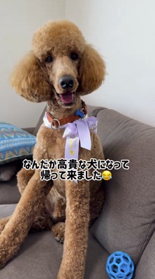 ソファに乗って笑顔でカメラを見つめる犬