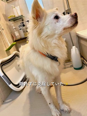 シャンプー後の犬