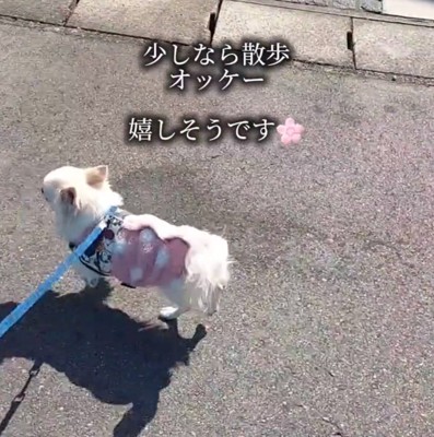 散歩する犬