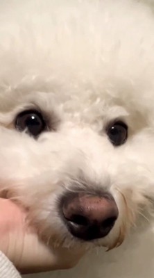 飼い主の手の上にあごを乗せる犬