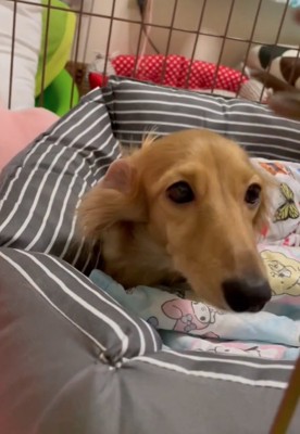 顔を近づける犬