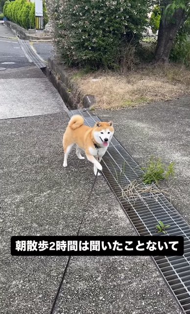 散歩中に立ち止まりリードに片手をかける柴犬