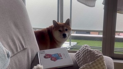 寂しそうな表情に涙