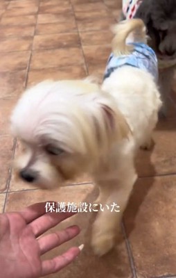 寄ってくるポッポくん