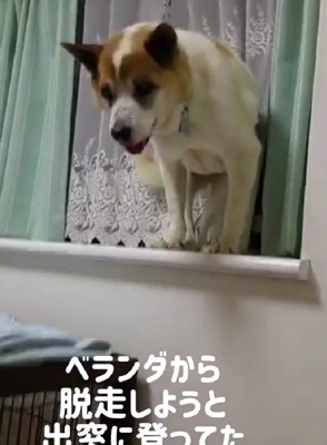 出窓に登って脱走