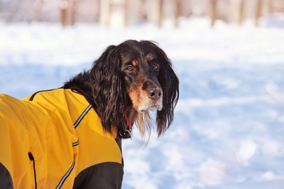 飼い主さんをふりかえって見つめる犬