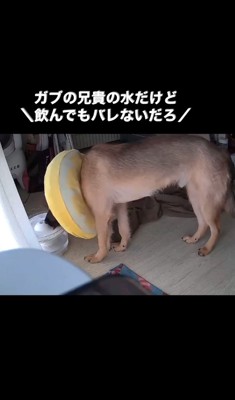 水を飲む子犬
