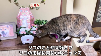 祭壇の上を歩いたり