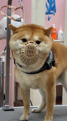 口輪姿でカメラを見る犬