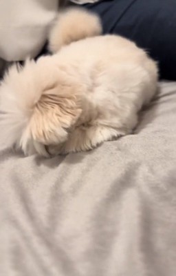 恥ずかしがるもちちゃん