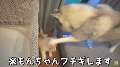 にこちゃんにブチギレるもんちゃん