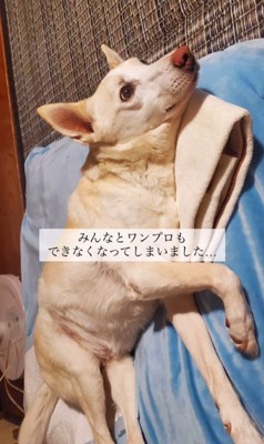 サニーちゃんを車いすに乗せたら3