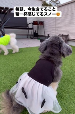 幸せなわんこの姿に!