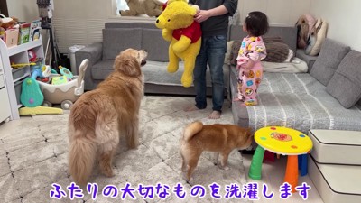 ぬいぐるみを洗うことを宣言