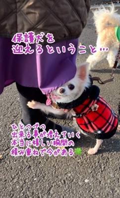 保護犬のりらちゃん