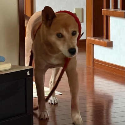 リードをかけたまま前へ進む犬
