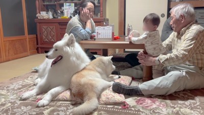 アイスちゃんも一家団欒の場へ