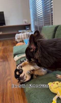 追い詰められたしょうぶ君の行動5