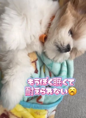 眠たくなってきた琥珀くん