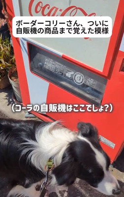 自販機へ案内したジッピーくん
