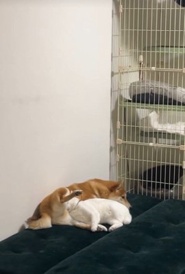 だいふくちゃん&こたろうちゃん