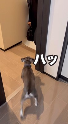 おばあちゃんを見つけた犬