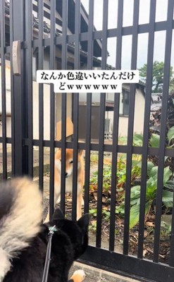 こめちゃんとラッキーくんのやり取り5