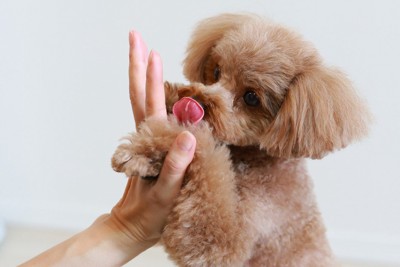 手にじゃれるトイプードル