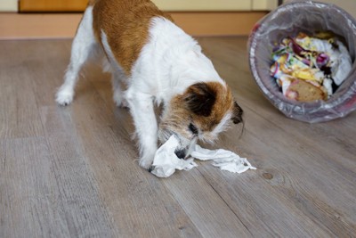 ゴミで遊ぶ犬