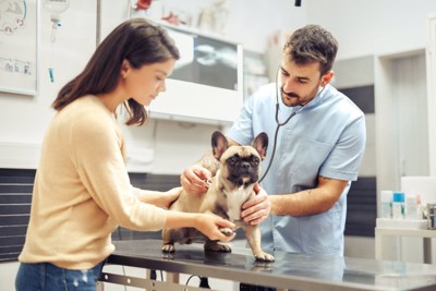 病院を受診する犬