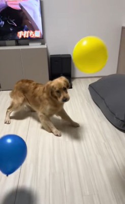 たくさん風船が出てきた時のさらちゃん6