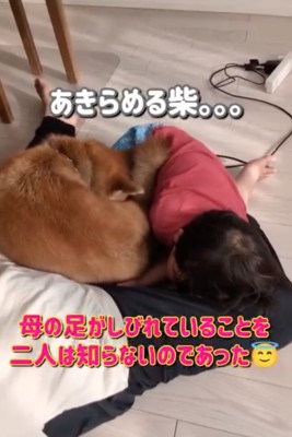 諦める柴犬