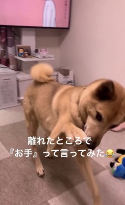 お手をしようとする犬