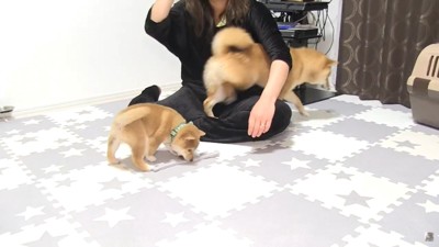 女性と柴犬2匹