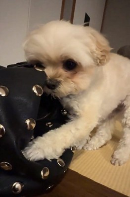 必死なすずめちゃん
