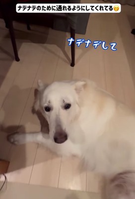横になって正面を見る大型犬