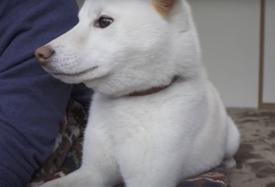 犬の横顔