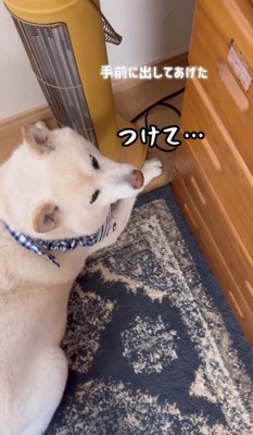 ストーブの横で見上げる犬