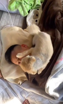 眠っている飼い主の顔の上に乗る犬