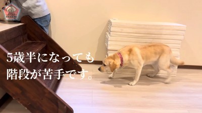 近付いてみるものの…